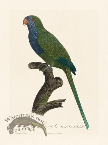 Barraband Parrot 038